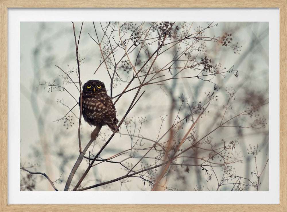 A small brown owl with large, bright yellow eyes is perched on a thin, bare branch, looking forward. The owl is surrounded by a tangle of other dried winter branches against a soft, muted, out-of-focus background. The entire image is enclosed in a silver-grey frame. Wall Art