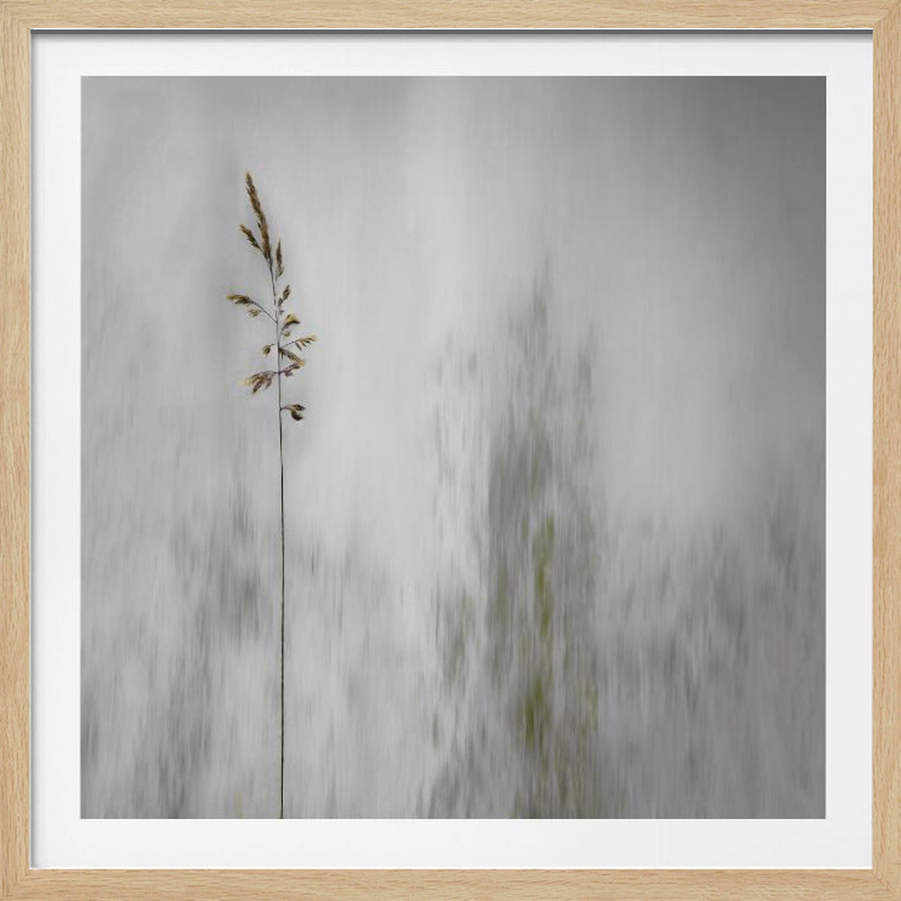 A minimalist photograph in a light wood frame featuring a single, delicate stalk of wild grass in sharp focus against a soft, vertically blurred background of gray and muted green tones, creating a tranquil and artistic impression. Print