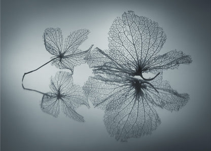 A framed, monochromatic photograph of two delicate skeleton flowers resting on a reflective surface. The intricate, web-like veins of the dried flowers are shown in close-up detail, and their faint reflections are visible below. The background is a soft, out-of-focus gray gradient. Artwork