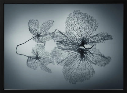 A framed, monochromatic photograph of two delicate skeleton flowers resting on a reflective surface. The intricate, web-like veins of the dried flowers are shown in close-up detail, and their faint reflections are visible below. The background is a soft, out-of-focus gray gradient. Artwork
