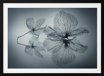 A framed, monochromatic photograph of two delicate skeleton flowers resting on a reflective surface. The intricate, web-like veins of the dried flowers are shown in close-up detail, and their faint reflections are visible below. The background is a soft, out-of-focus gray gradient. Artwork