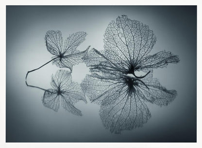A framed, monochromatic photograph of two delicate skeleton flowers resting on a reflective surface. The intricate, web-like veins of the dried flowers are shown in close-up detail, and their faint reflections are visible below. The background is a soft, out-of-focus gray gradient. Artwork