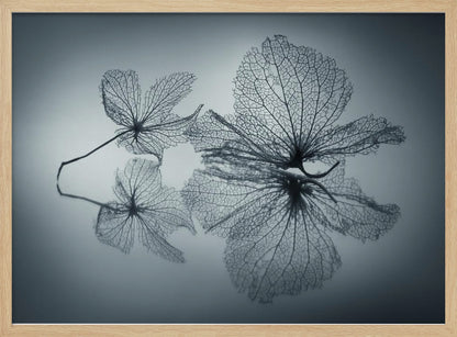 A framed, monochromatic photograph of two delicate skeleton flowers resting on a reflective surface. The intricate, web-like veins of the dried flowers are shown in close-up detail, and their faint reflections are visible below. The background is a soft, out-of-focus gray gradient. Artwork