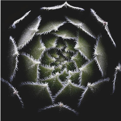 A dramatic, top-down macro photograph of a spiral succulent against a solid black background. The dark green, triangular leaves are outlined with a fine, white, fuzzy fringe, creating a mesmerizing geometric pattern that draws the eye to the center. The image is presented within a light wood frame. Decor
