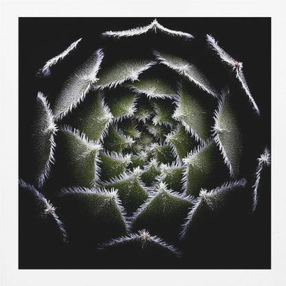 A dramatic, top-down macro photograph of a spiral succulent against a solid black background. The dark green, triangular leaves are outlined with a fine, white, fuzzy fringe, creating a mesmerizing geometric pattern that draws the eye to the center. The image is presented within a light wood frame. Decor