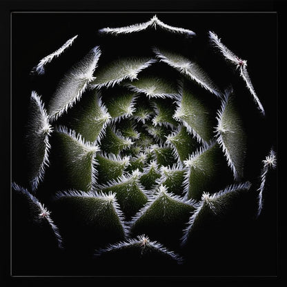 A dramatic, top-down macro photograph of a spiral succulent against a solid black background. The dark green, triangular leaves are outlined with a fine, white, fuzzy fringe, creating a mesmerizing geometric pattern that draws the eye to the center. The image is presented within a light wood frame. Decor