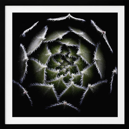 A dramatic, top-down macro photograph of a spiral succulent against a solid black background. The dark green, triangular leaves are outlined with a fine, white, fuzzy fringe, creating a mesmerizing geometric pattern that draws the eye to the center. The image is presented within a light wood frame. Decor
