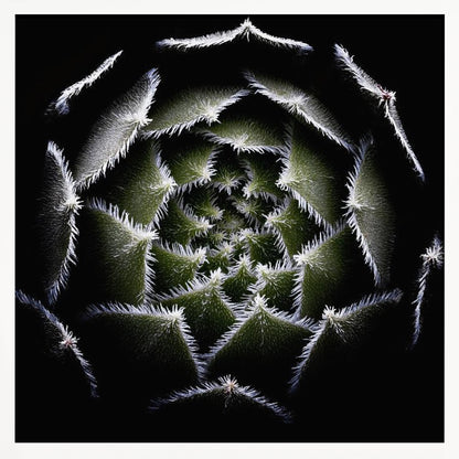 A dramatic, top-down macro photograph of a spiral succulent against a solid black background. The dark green, triangular leaves are outlined with a fine, white, fuzzy fringe, creating a mesmerizing geometric pattern that draws the eye to the center. The image is presented within a light wood frame. Decor