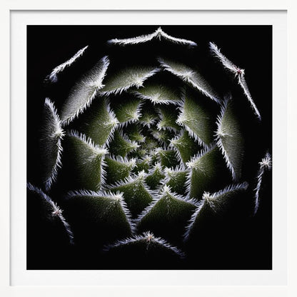 A dramatic, top-down macro photograph of a spiral succulent against a solid black background. The dark green, triangular leaves are outlined with a fine, white, fuzzy fringe, creating a mesmerizing geometric pattern that draws the eye to the center. The image is presented within a light wood frame. Decor
