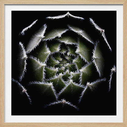 A dramatic, top-down macro photograph of a spiral succulent against a solid black background. The dark green, triangular leaves are outlined with a fine, white, fuzzy fringe, creating a mesmerizing geometric pattern that draws the eye to the center. The image is presented within a light wood frame. Decor