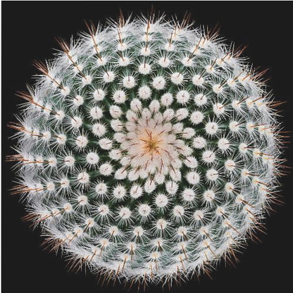 A macro, top-down photograph of a spherical cactus with dense white spines forming a spiral pattern against a stark black background. The artwork is presented in a light wood frame. Artwork