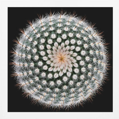 A macro, top-down photograph of a spherical cactus with dense white spines forming a spiral pattern against a stark black background. The artwork is presented in a light wood frame. Artwork