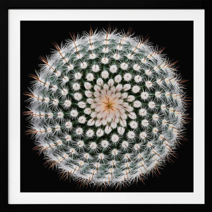 A macro, top-down photograph of a spherical cactus with dense white spines forming a spiral pattern against a stark black background. The artwork is presented in a light wood frame. Artwork