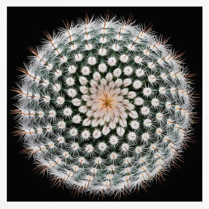 A macro, top-down photograph of a spherical cactus with dense white spines forming a spiral pattern against a stark black background. The artwork is presented in a light wood frame. Artwork