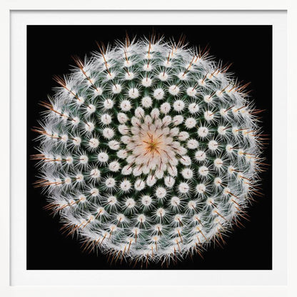 A macro, top-down photograph of a spherical cactus with dense white spines forming a spiral pattern against a stark black background. The artwork is presented in a light wood frame. Artwork