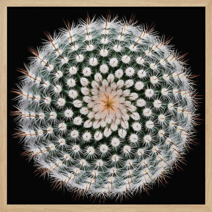 A macro, top-down photograph of a spherical cactus with dense white spines forming a spiral pattern against a stark black background. The artwork is presented in a light wood frame. Artwork