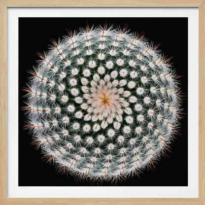 A macro, top-down photograph of a spherical cactus with dense white spines forming a spiral pattern against a stark black background. The artwork is presented in a light wood frame. Artwork