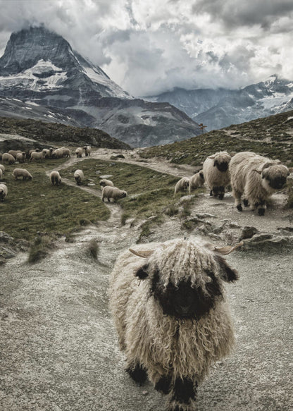 A vertical photograph of a flock of Valais Blacknose sheep on a winding path in a mountain valley, with a large, shaggy sheep in the foreground and the cloud-covered peak of the Matterhorn in the background. Print