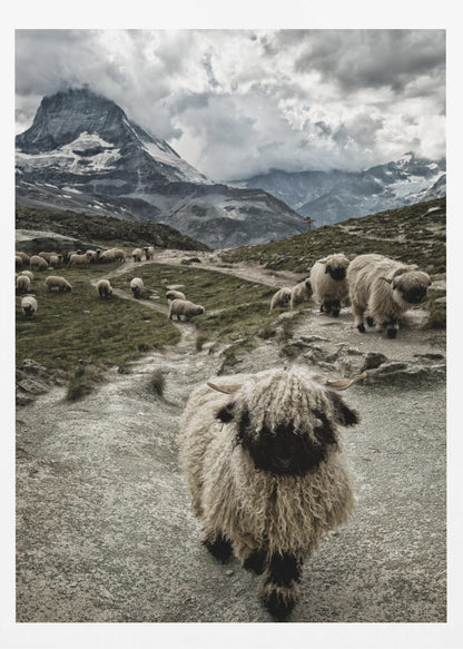 A vertical photograph of a flock of Valais Blacknose sheep on a winding path in a mountain valley, with a large, shaggy sheep in the foreground and the cloud-covered peak of the Matterhorn in the background. Print