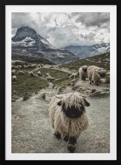 A vertical photograph of a flock of Valais Blacknose sheep on a winding path in a mountain valley, with a large, shaggy sheep in the foreground and the cloud-covered peak of the Matterhorn in the background. Print