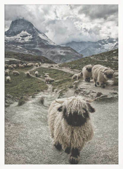 A vertical photograph of a flock of Valais Blacknose sheep on a winding path in a mountain valley, with a large, shaggy sheep in the foreground and the cloud-covered peak of the Matterhorn in the background. Print