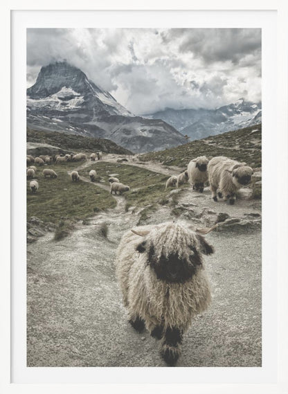 A vertical photograph of a flock of Valais Blacknose sheep on a winding path in a mountain valley, with a large, shaggy sheep in the foreground and the cloud-covered peak of the Matterhorn in the background. Print