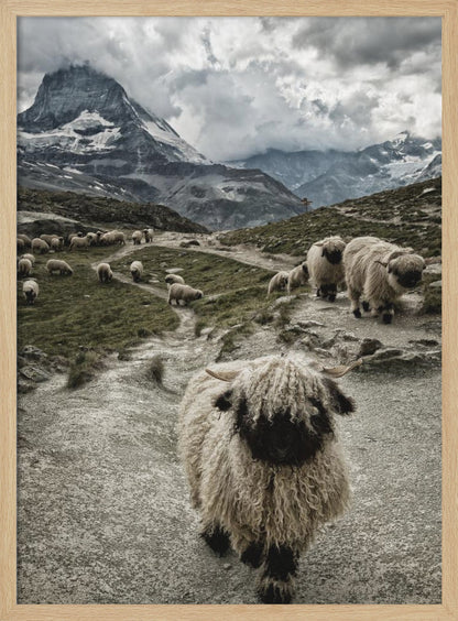 A vertical photograph of a flock of Valais Blacknose sheep on a winding path in a mountain valley, with a large, shaggy sheep in the foreground and the cloud-covered peak of the Matterhorn in the background. Print