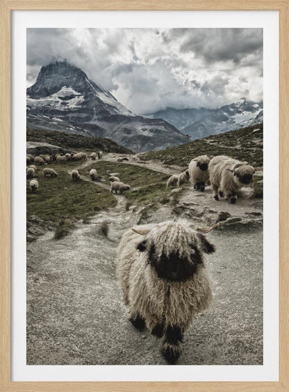 A vertical photograph of a flock of Valais Blacknose sheep on a winding path in a mountain valley, with a large, shaggy sheep in the foreground and the cloud-covered peak of the Matterhorn in the background. Print