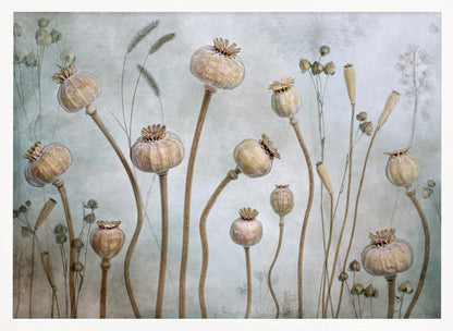 A framed artwork depicting a collection of dried poppy seed heads on long, elegant stems, arranged against a soft, textured sage green background with faint outlines of other plants. Wall Art