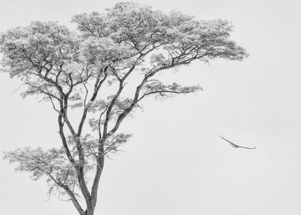 Black and white photograph of a large tree with a single bird flying against a light sky, nature wall art.