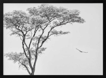 Black and white photograph of a large tree with a single bird flying against a light sky, nature wall art.