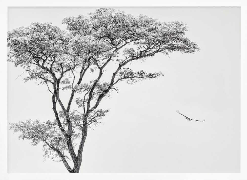 Black and white photograph of a large tree with a single bird flying against a light sky, nature wall art.