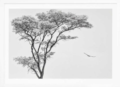 Black and white photograph of a large tree with a single bird flying against a light sky, nature wall art.