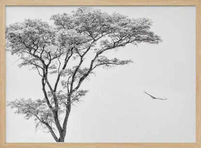 Black and white photograph of a large tree with a single bird flying against a light sky, nature wall art.