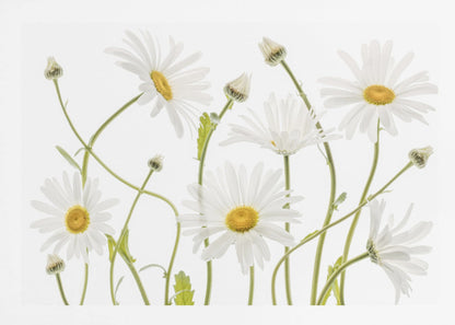 A framed piece of art featuring several white daisies with yellow centers and slender green stems against a clean white background. Some flowers are in full bloom while others are still buds. Wall Art