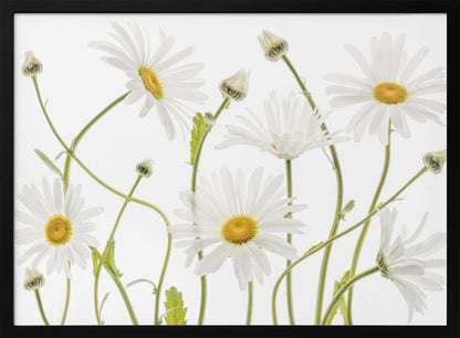 A framed piece of art featuring several white daisies with yellow centers and slender green stems against a clean white background. Some flowers are in full bloom while others are still buds. Wall Art