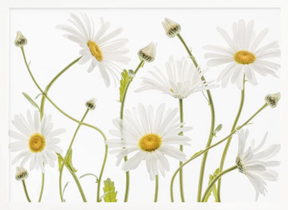 A framed piece of art featuring several white daisies with yellow centers and slender green stems against a clean white background. Some flowers are in full bloom while others are still buds. Wall Art