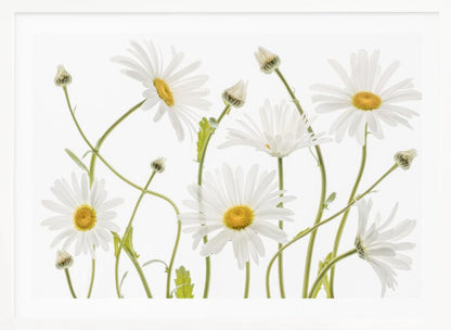 A framed piece of art featuring several white daisies with yellow centers and slender green stems against a clean white background. Some flowers are in full bloom while others are still buds. Wall Art