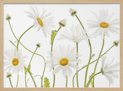 A framed piece of art featuring several white daisies with yellow centers and slender green stems against a clean white background. Some flowers are in full bloom while others are still buds. Wall Art