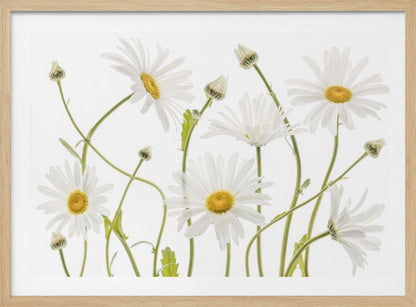 A framed piece of art featuring several white daisies with yellow centers and slender green stems against a clean white background. Some flowers are in full bloom while others are still buds. Wall Art
