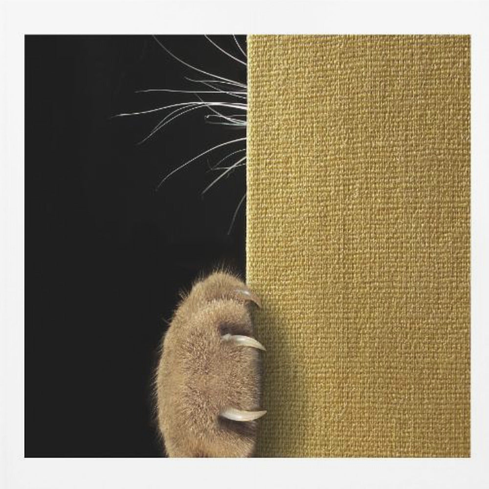 Shy cat ... - Poster / Art Print