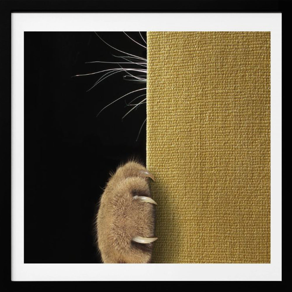 Shy cat ... - Poster / Art Print