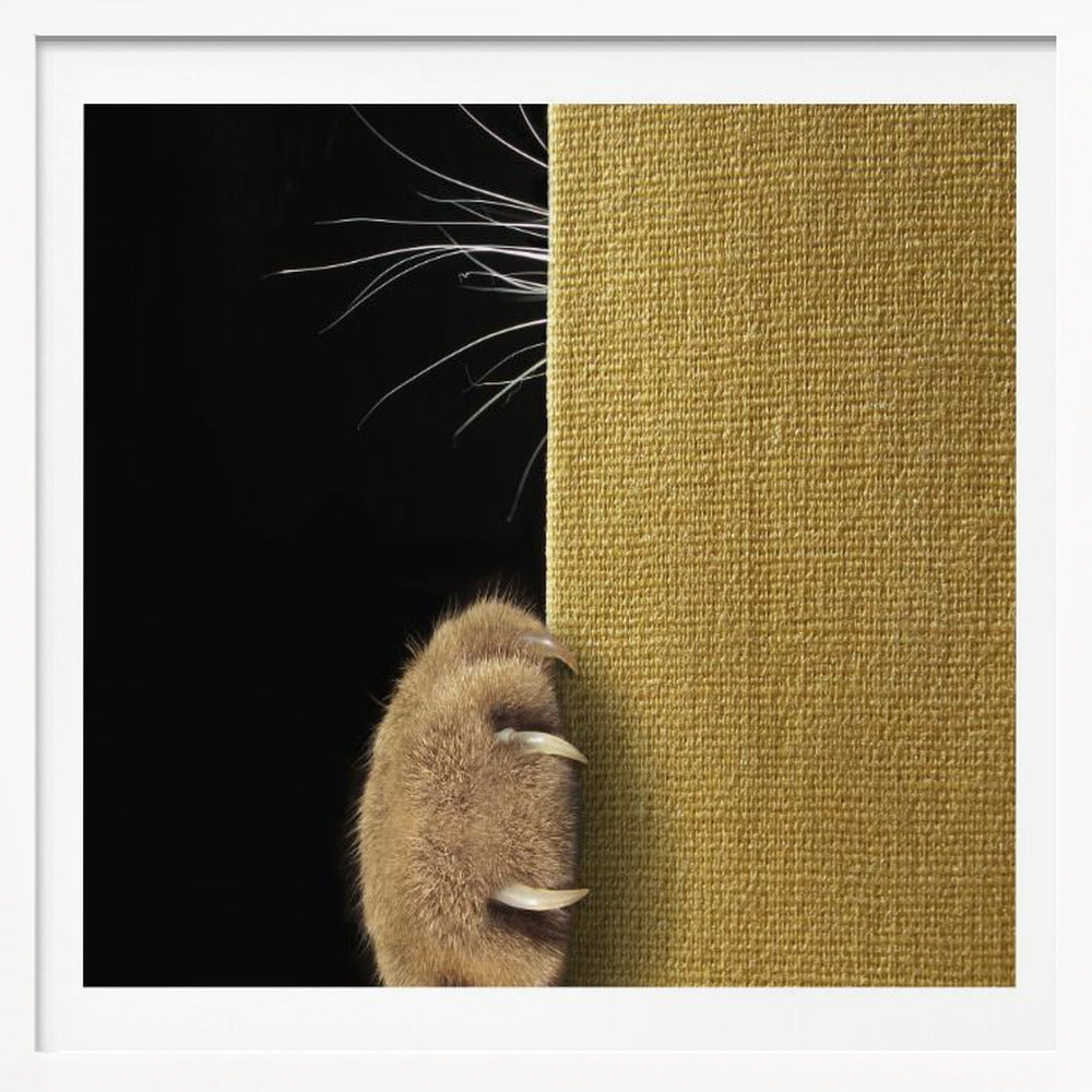 Shy cat ... - Poster / Art Print