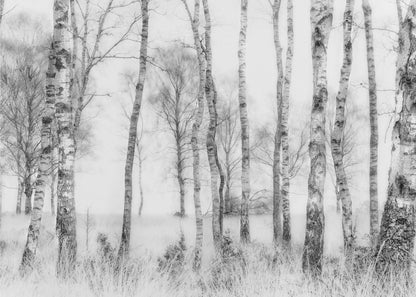A framed black and white photograph of a misty birch forest. The distinctive white and black trunks of the trees stand in the foreground and recede into a foggy background, with tall, light-colored grass at their base. Decor