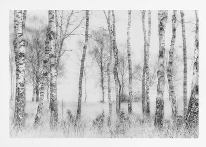 A framed black and white photograph of a misty birch forest. The distinctive white and black trunks of the trees stand in the foreground and recede into a foggy background, with tall, light-colored grass at their base. Decor