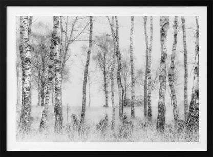 A framed black and white photograph of a misty birch forest. The distinctive white and black trunks of the trees stand in the foreground and recede into a foggy background, with tall, light-colored grass at their base. Decor