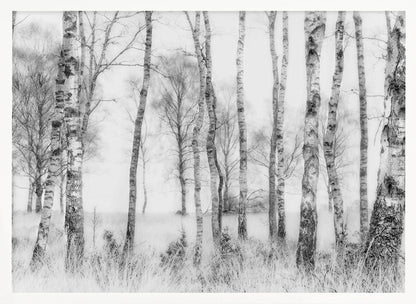 A framed black and white photograph of a misty birch forest. The distinctive white and black trunks of the trees stand in the foreground and recede into a foggy background, with tall, light-colored grass at their base. Decor