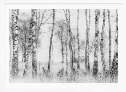 A framed black and white photograph of a misty birch forest. The distinctive white and black trunks of the trees stand in the foreground and recede into a foggy background, with tall, light-colored grass at their base. Decor