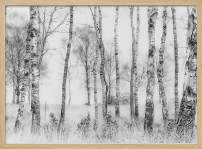 A framed black and white photograph of a misty birch forest. The distinctive white and black trunks of the trees stand in the foreground and recede into a foggy background, with tall, light-colored grass at their base. Decor