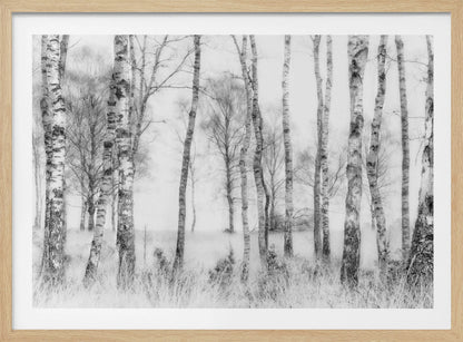 A framed black and white photograph of a misty birch forest. The distinctive white and black trunks of the trees stand in the foreground and recede into a foggy background, with tall, light-colored grass at their base. Decor